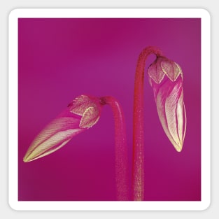 Two Cyclamen Buds with Pink Background Sticker